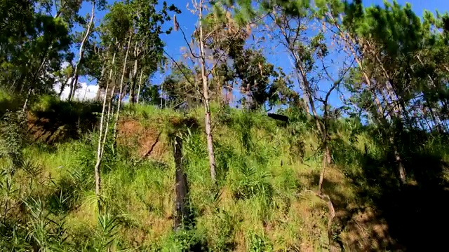 开车时看路边的自然树景。公路旅行度假视频素材