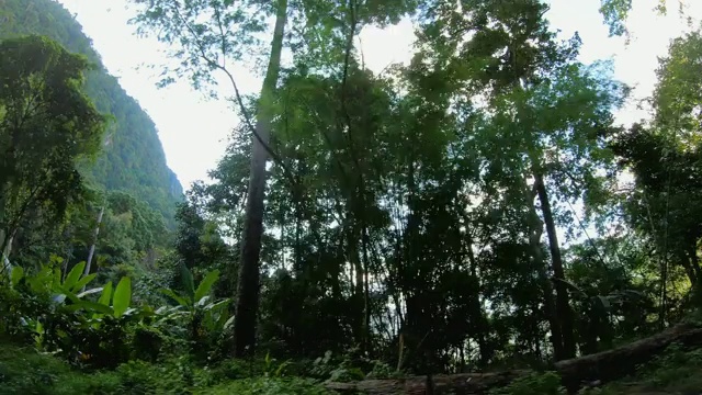 开车时看路边的自然树景。公路旅行度假视频素材