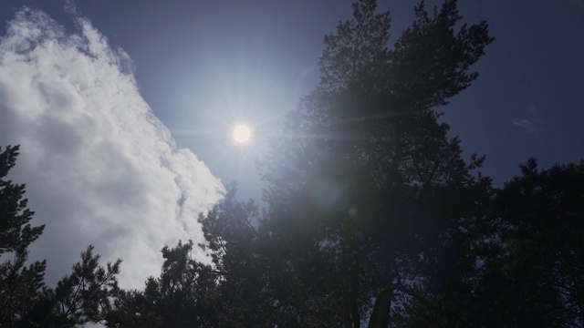 阳光透过树枝和树叶在松树林。阳光透过动态的树叶。太阳透过树枝。阳光在松林中移动视频素材