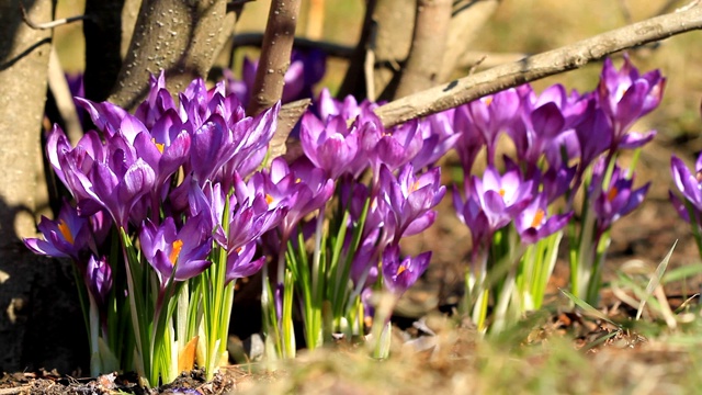 紫色的番红花在春天开花视频素材