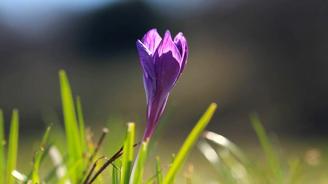 春天阳光下的紫番红花视频素材