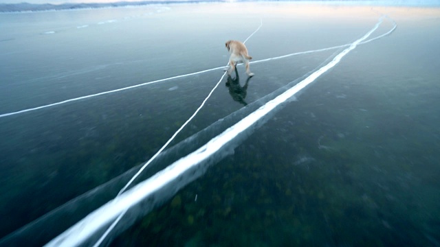 拉布拉多犬在冬天的户外玩耍。视频素材