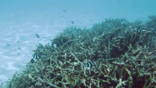 水下死亡的珊瑚礁和美丽的鱼类。浮潜。马尔代夫、印度洋。视频素材