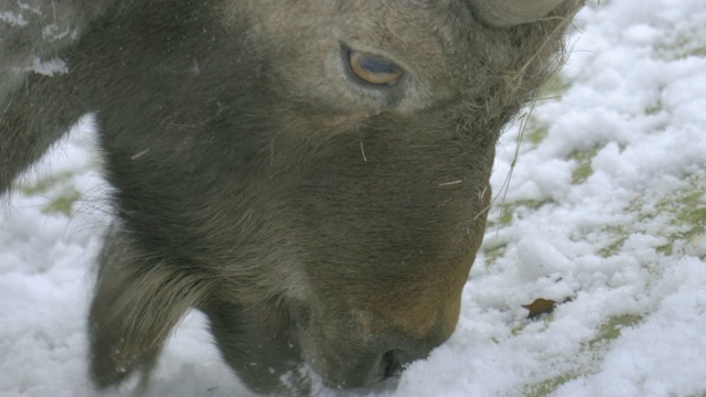 高山野山羊吃雪视频素材