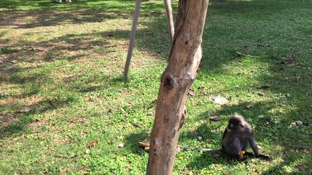 坐在树枝上的暗叶猴或暗叶猴视频素材