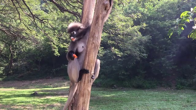 坐在树枝上的暗叶猴或暗叶猴视频素材