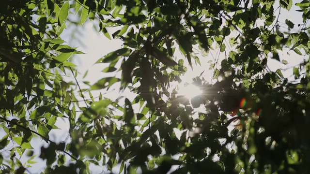 阳光透过树枝和树叶在松树林。阳光透过动态的树叶。太阳透过树枝。阳光在松林中移动视频素材