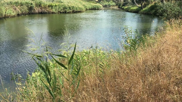 平静的河流和植被视频素材