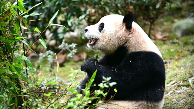 中国的大熊猫视频素材