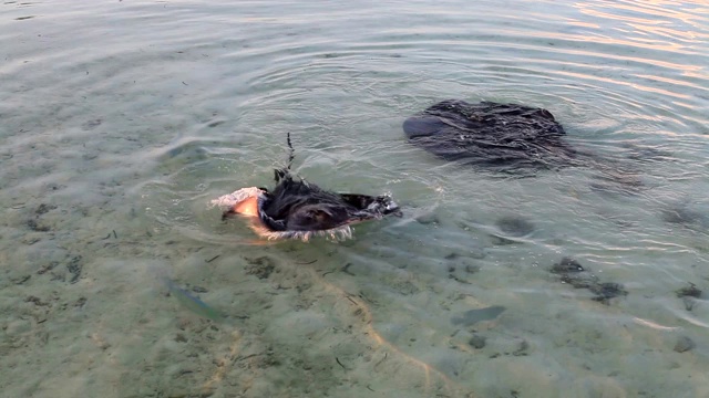 黄貂海猫在马尔代夫互相玩耍视频下载