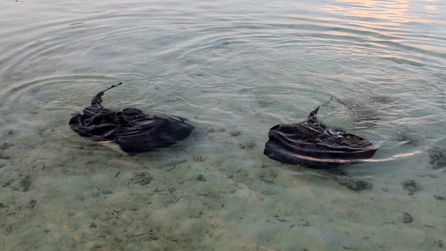 黄貂海猫在马尔代夫互相玩耍视频下载