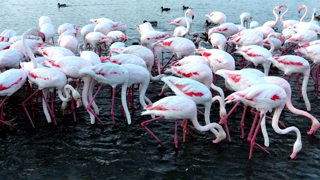 粉红色的大鸟，更大的火烈鸟，Camargue，法国视频下载