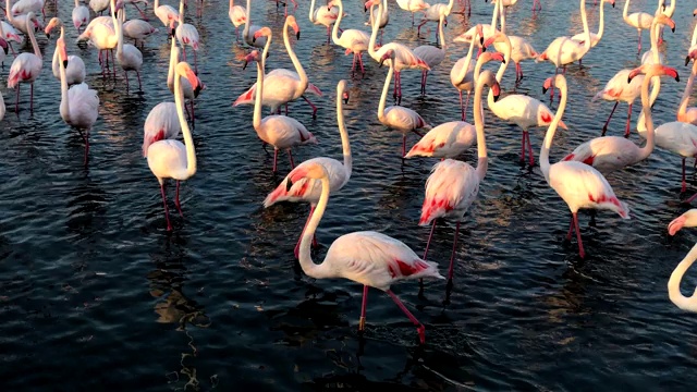 粉红色的大鸟，更大的火烈鸟，Camargue，法国视频素材