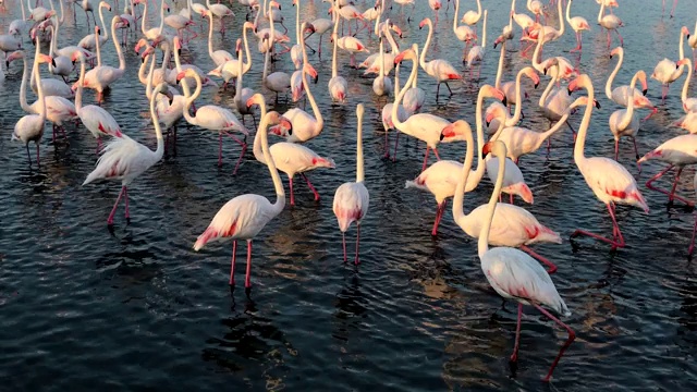 粉红色的大鸟，更大的火烈鸟，Camargue，法国视频下载