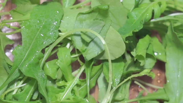 沙拉芝麻菜视频素材