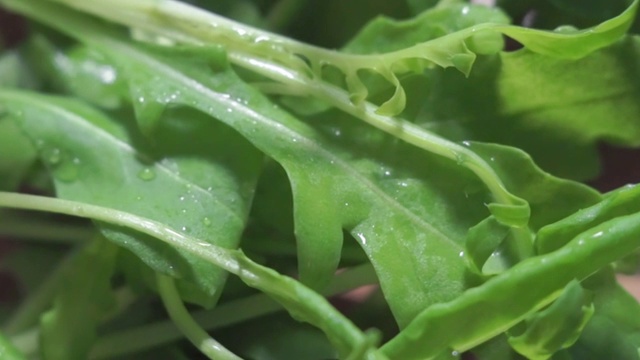 沙拉芝麻菜视频素材