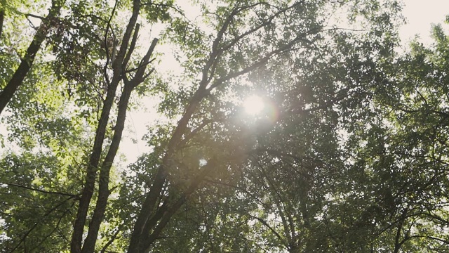 阳光透过树枝和树叶在松树林。阳光透过动态的树叶。太阳透过树枝。阳光在松林中移动视频素材