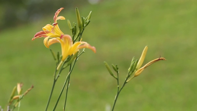 黄色的百合在花园里与绿色的背景在春天的季节视频素材