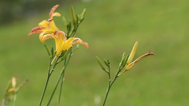 花园里的黄色百合，背景是绿色视频素材