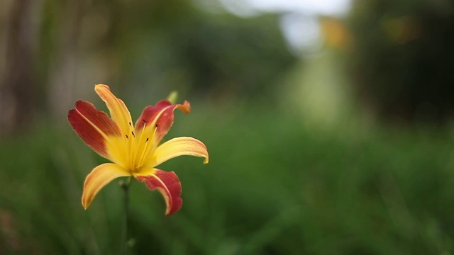 花园里的黄色百合，花瓣是红色的视频素材