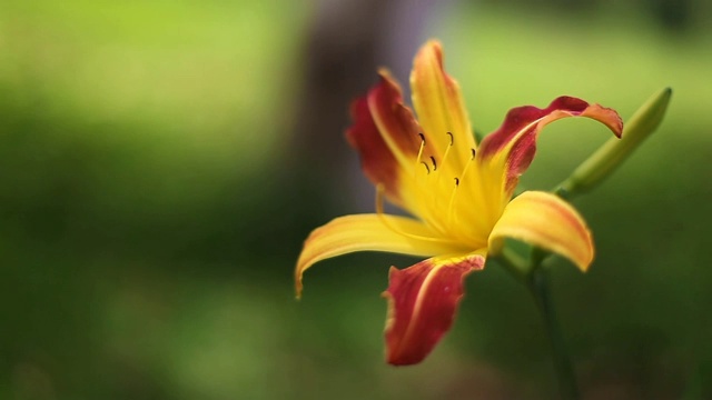 花园里的黄色百合，红色的花瓣和绿色的背景视频素材