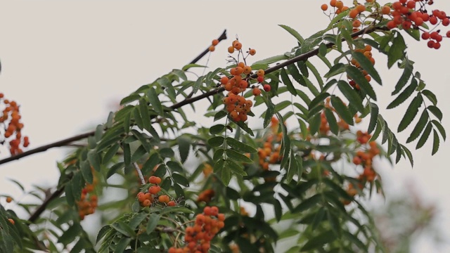 树花在夏天成熟红浆果，录像视频素材