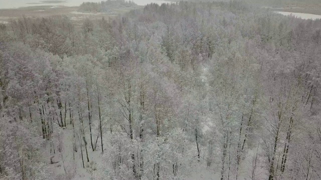 空中四轴飞行器拍摄的雪域森林。许多树被雪覆盖着视频素材