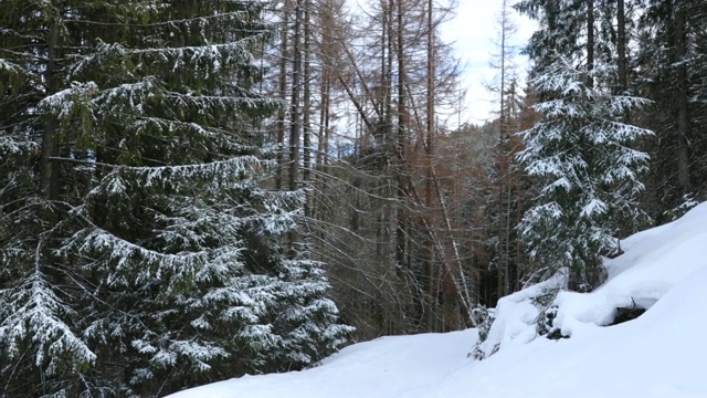 在波兰的Zakopane徒步旅行期间，森林里覆盖着新雪视频素材