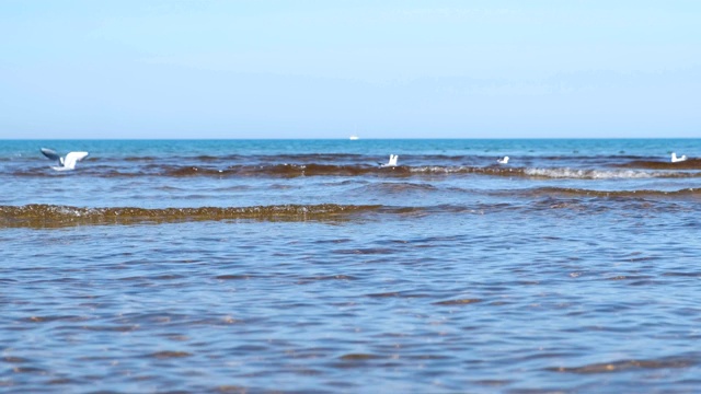 美丽的海景，海浪，沙滩和游泳的海鸥。视频素材