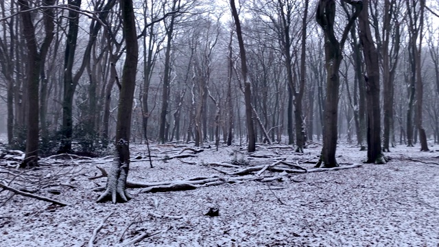 冬天的景色在山毛榉森林与戏剧性的形状在一个雾蒙蒙和雪域森林视频素材