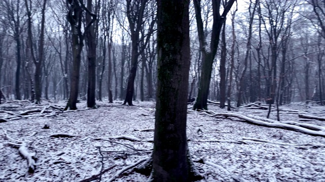 冬天的景色在山毛榉森林与戏剧性的形状在一个雾蒙蒙和雪域森林视频素材