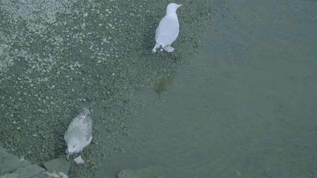 海鸥在河边吃东西视频素材