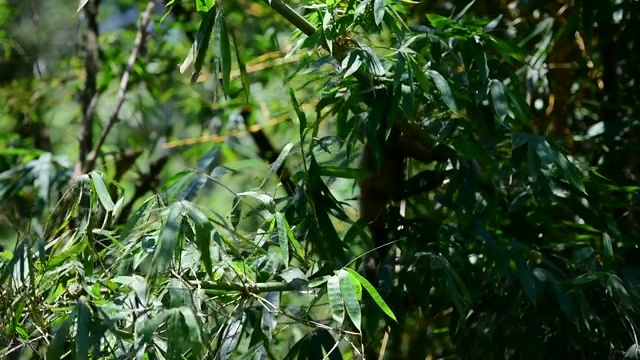 婆罗洲灰色长臂猿视频素材