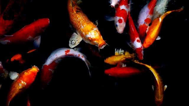 锦鲤在水族馆游泳的慢动作，花哨的鲤鱼鱼，俯视图视频素材