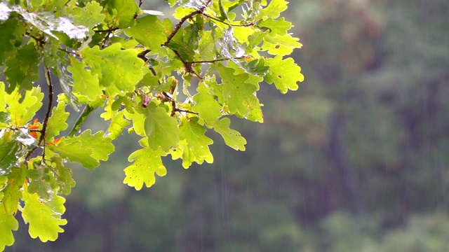 一棵橡树的树枝在夏雨中视频素材