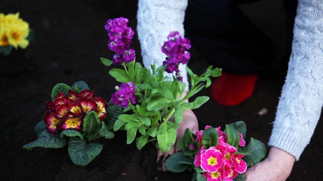 花园里的花视频素材