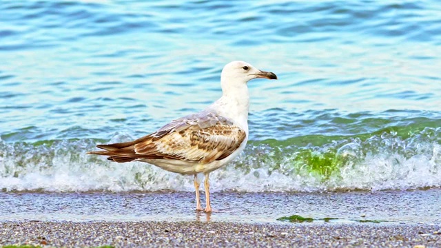 夏日里，一只白色海鸥长着长腿，羽毛是棕色，站在沙滩上，背景是碧绿的大海。视频素材