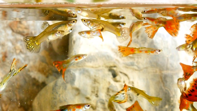 数以百万计的鱼在小水族馆。视频素材