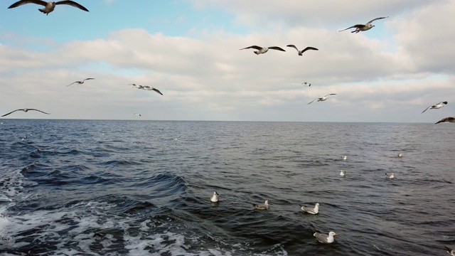 海鸥，Cantabrian海，Bermeo, Bizkaia，巴斯克地区，西班牙，欧洲视频素材