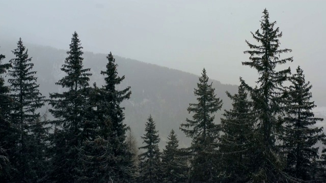 在意大利南蒂罗尔的一场暴风雪中，空中飞过松树视频素材