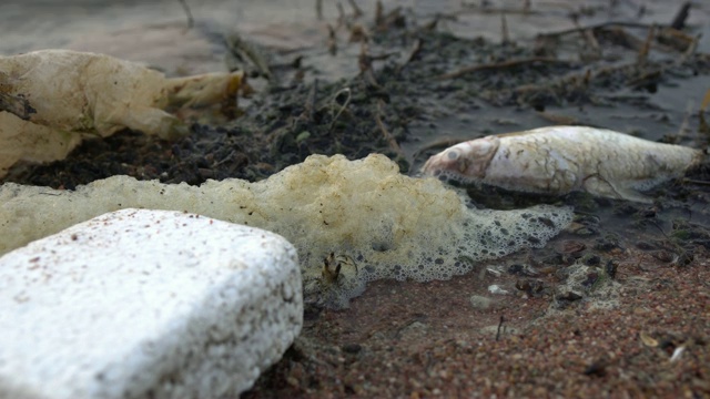 海边死鱼的特写，全球环境污染问题4k视频素材