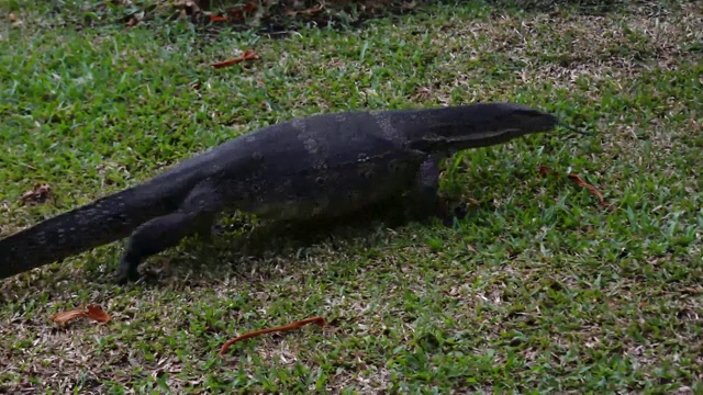 水监测器(Varanus salvator)行走在朗菲尼公园，泰国曼谷视频素材