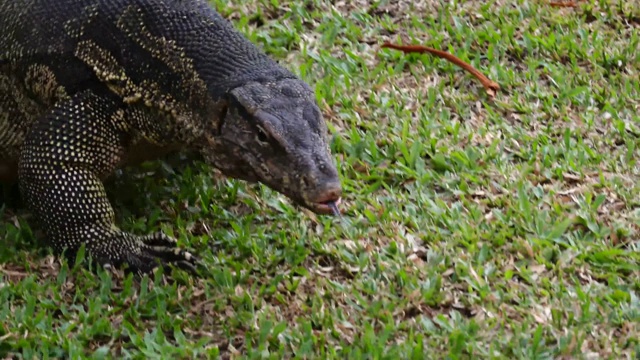 水监测器(Varanus salvator)行走在朗菲尼公园，泰国曼谷视频素材