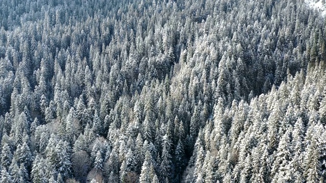 冰冻的树木和白雪覆盖的常绿森林视频素材