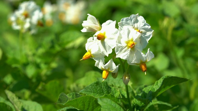 土豆、茄属植物tuberosum视频素材