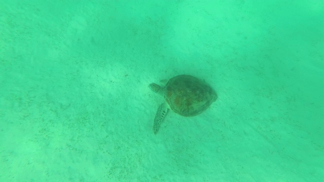 深海中的海龟，与海龟一起浮潜，菲律宾视频素材