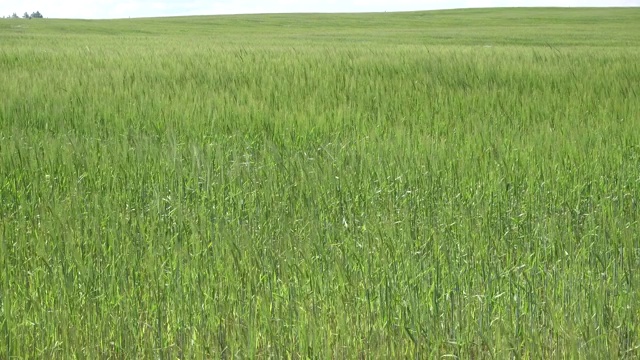 在康沃尔乡村，麦田在风中飘扬视频素材