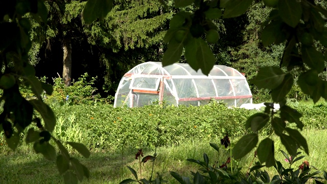 苹树间的夏季乡村生物农场蔬菜温室。焦点改变。4K超高清视频剪辑。视频素材