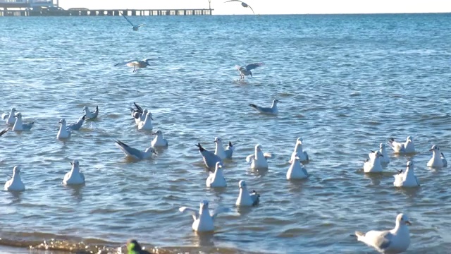 沙滩上的海鸥在海浪中飞翔。视频素材