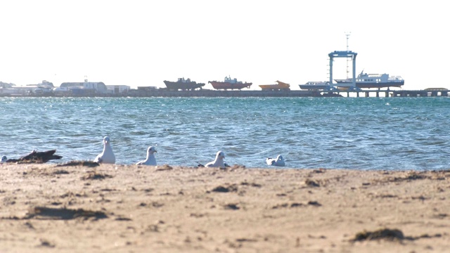 有海鸥的沙滩和码头上船只的海港。视频素材